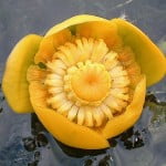 yellow water lily 150x150 Study: How To Make Chemotherapy Side Effects Less Deadly