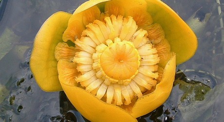 Health News: Israeli Flower May Hold Key For Cancer Treatment