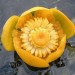 Health News: Israeli Flower May Hold Key For Cancer Treatment