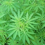 Surprising Study: Patients Treated For Parkinsons Develop Special Artistic Skills cannabis 150x150 Surprising Study: Patients Treated For Parkinsons Develop Special Artistic Skills