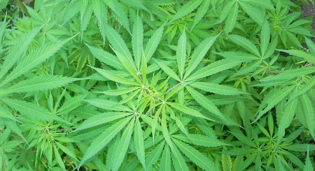 Health News - Study: Cannabis May Relieve Parkinson's Related Pain