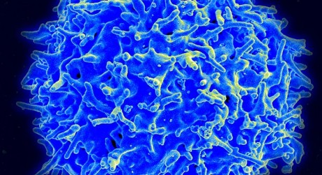 cell growth - health news
