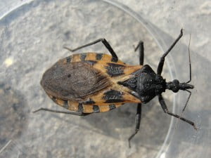 The Kissing Bug - "the new AIDS of the developing world"