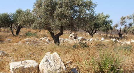 Environment News: Olive Trees May Be The Cure For Desertification