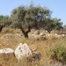 Environment News: Olive Trees May Be The Cure For Desertification