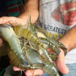prawns 150x150 Octopus Camouflage Hints To Higher Intellect Than Expected