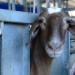 Israel Takes Its Milking Expertise To Canadian Goats