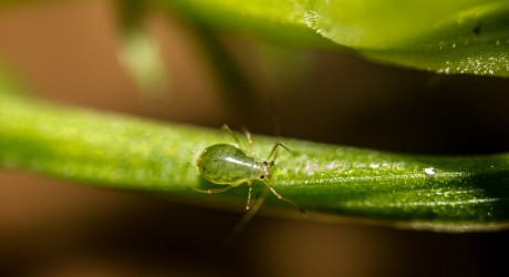 aphid - plant lice