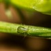 aphid - plant lice