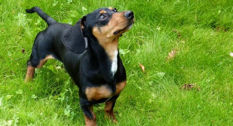 Israeli Doctor Teaches Dogs To Sniff Out Cancer