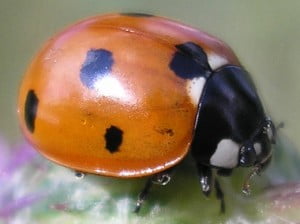 The ladybug - a vicious predator