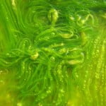 Israeli Student Delegation In Africa To Battle Neglected Tropical Diseases algae 150x150 Israeli Student Delegation In Africa To Battle Neglected Tropical Diseases