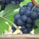 grapes 150x150 Meteo Logic Promises New Generation Weather Forecasting