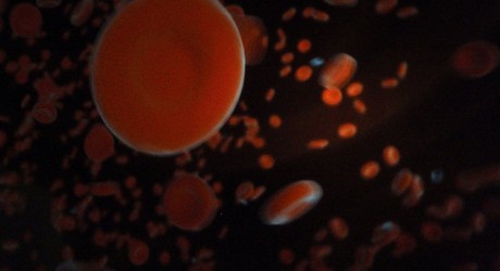 red blood cell in the human heart