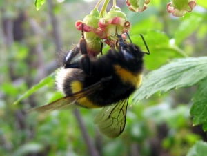 Bumblebee (Photo: Loyna)
