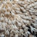 Environment News: 200 Year Old Mystery Solved: Why Do Corals Pulsate?