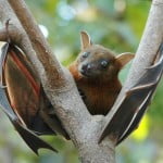 fruit bat 150x150 Flight Simulation Technology Helps Doctors Prepare For Brain Surgery