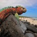 galapagos biodiversity