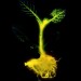 Environment News: Will Glowing Plants Be The Streetlights Of The Future?
