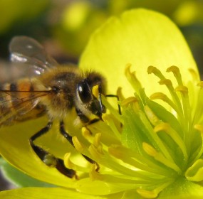 Environment News: Researchers Use Bee Hormones To Kill Pests While Protecting Bees