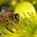Environment News: Researchers Use Bee Hormones To Kill Pests While Protecting Bees