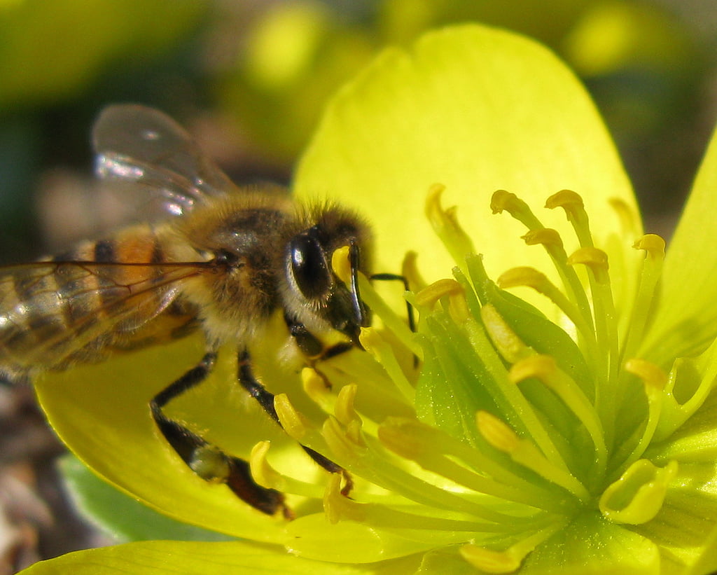 Environment News: Researchers Use Bee Hormones To Kill Pests While Protecting Bees via Tie Guy II/Flickr