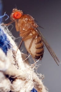 Fruit Fly (Photo: Adam Chamness)