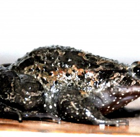 Environement News: An Extinct Frog Makes A Comeback in Israel's Hula Valley