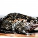 Environement News: An Extinct Frog Makes A Comeback in Israel's Hula Valley