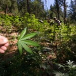 marijuana 150x150 Study Reveals Oxygen Rich Air Can Reverse Severe Brain Damage