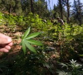 Health News - Research: Tiny Quantities Of Marijuana Protect Against Brain Damage