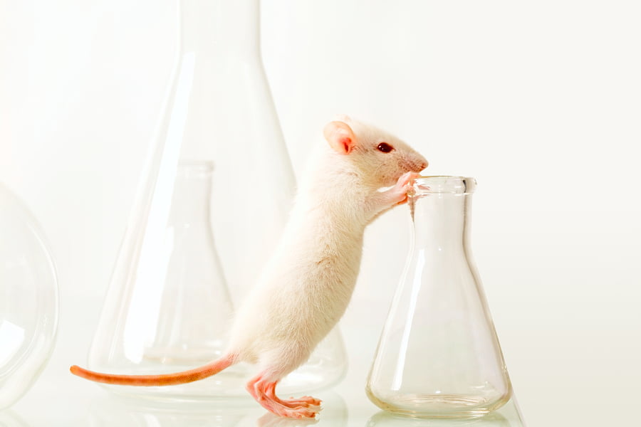 Lab Mouse via BigStock