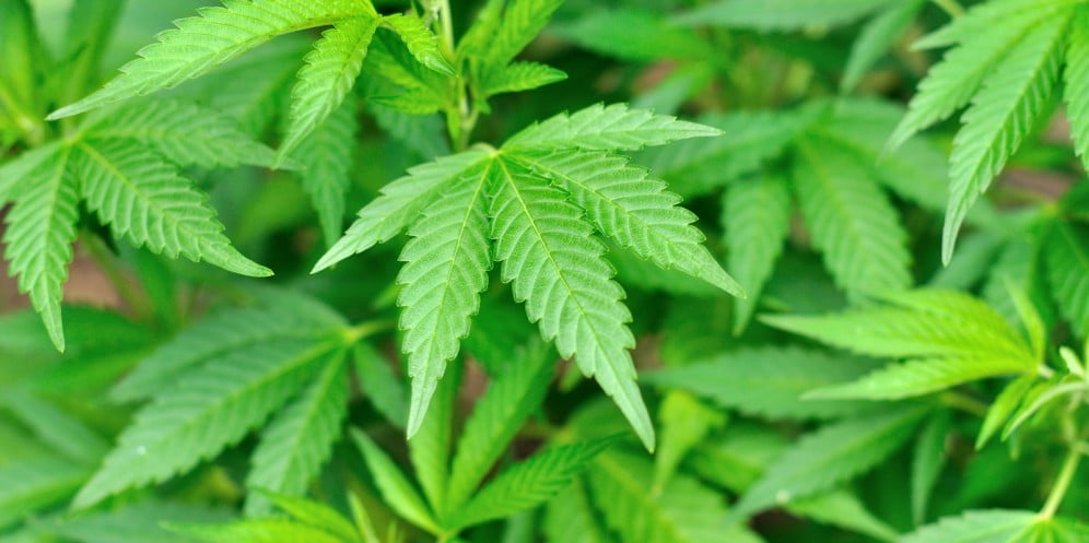 Health News: How Israel Became A Medical Marijuana Powerhouse