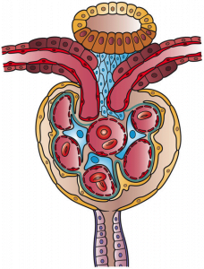 Kidney_Nephron_Cells