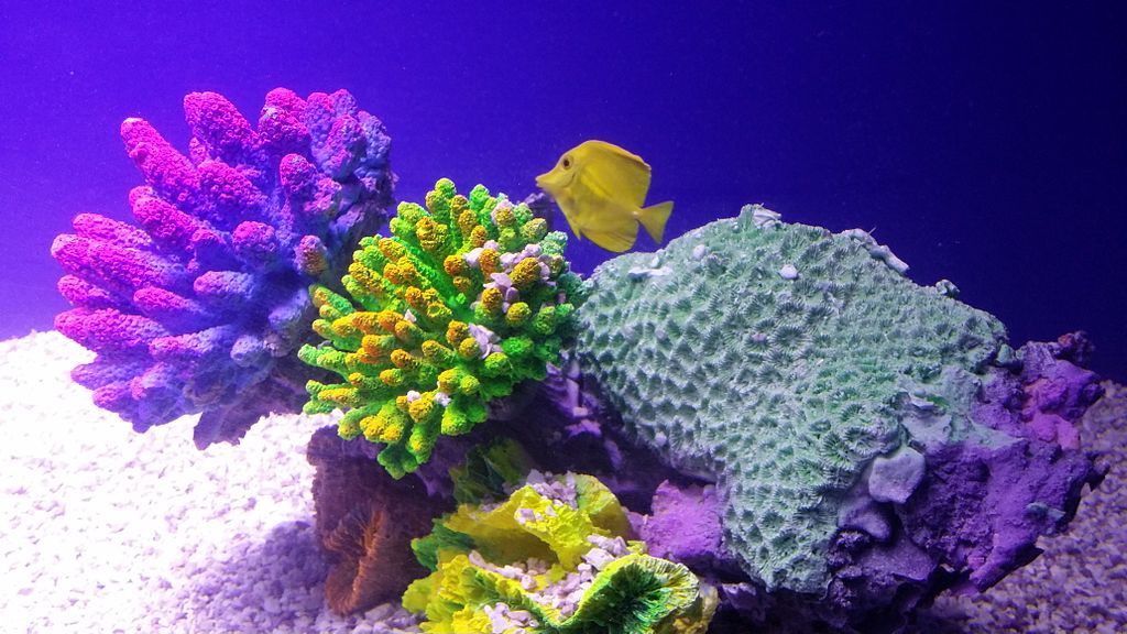 coral reefs beautiful