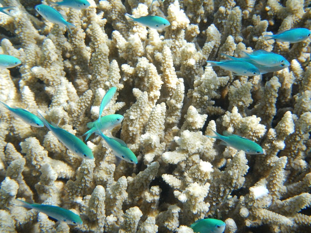 Blue fish swimming near corals