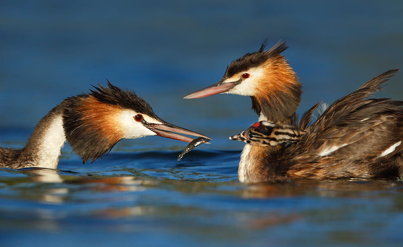 Great Crested Grebe family