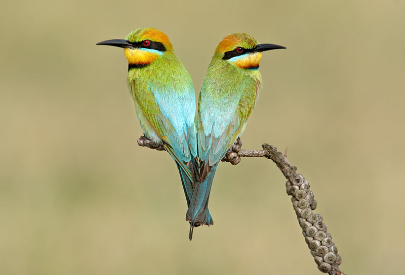Rainbow Bee-eater Pair