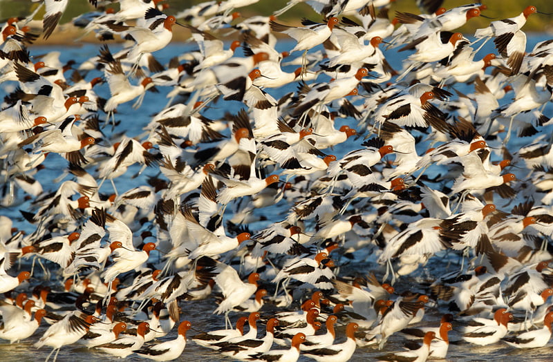 Red-necked Avocets