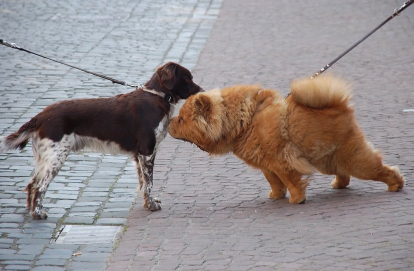 Why Do Humans Sniff Their Hands After Handshaking Health News