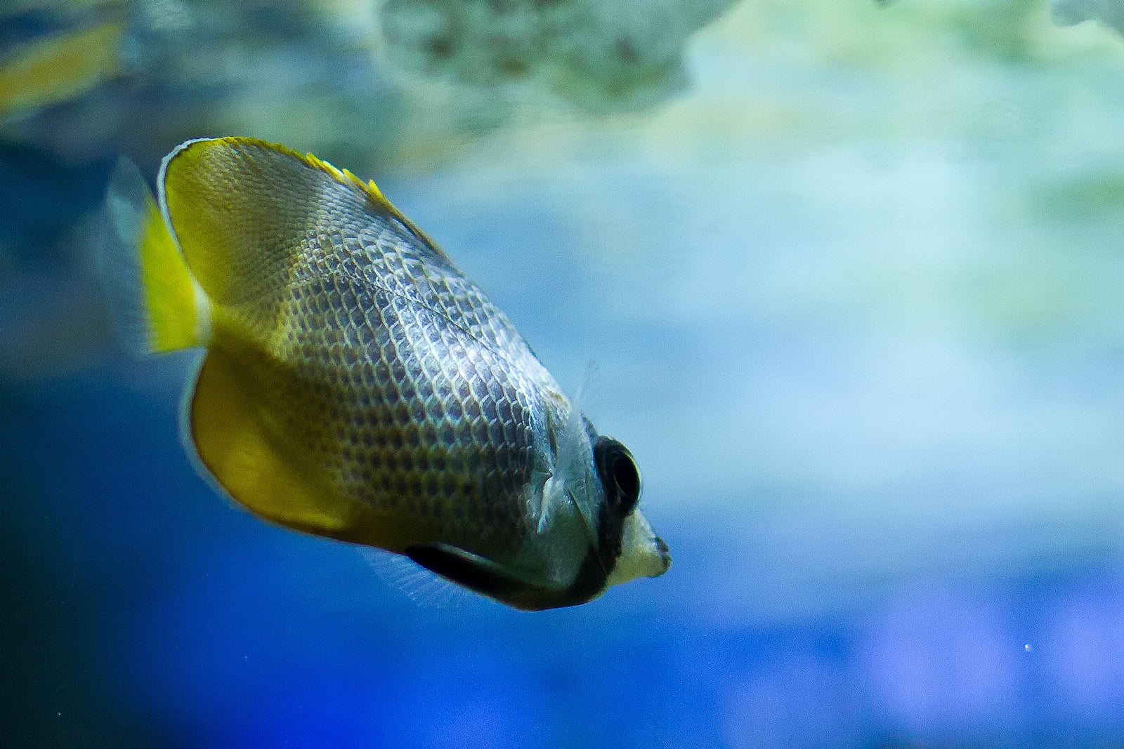 yellowfish