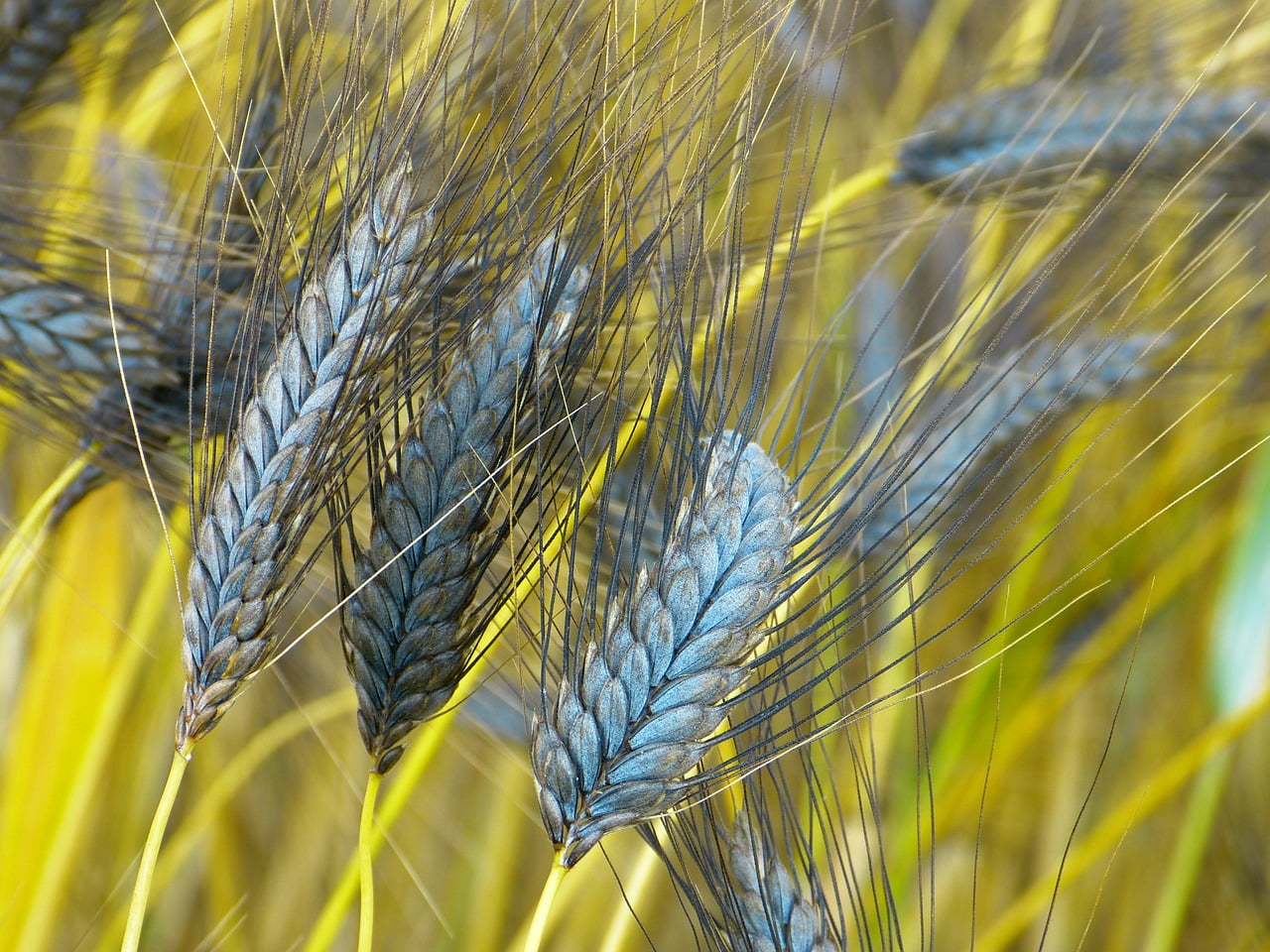 Emmer Wheat via Zachi Evenor/Flickr