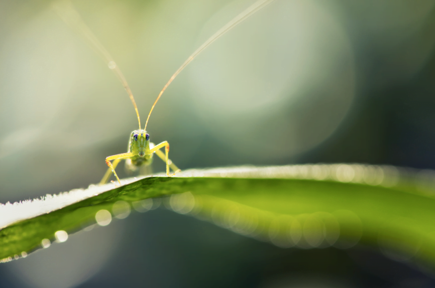 Grasshopper via Michael Beattie/Unsplash