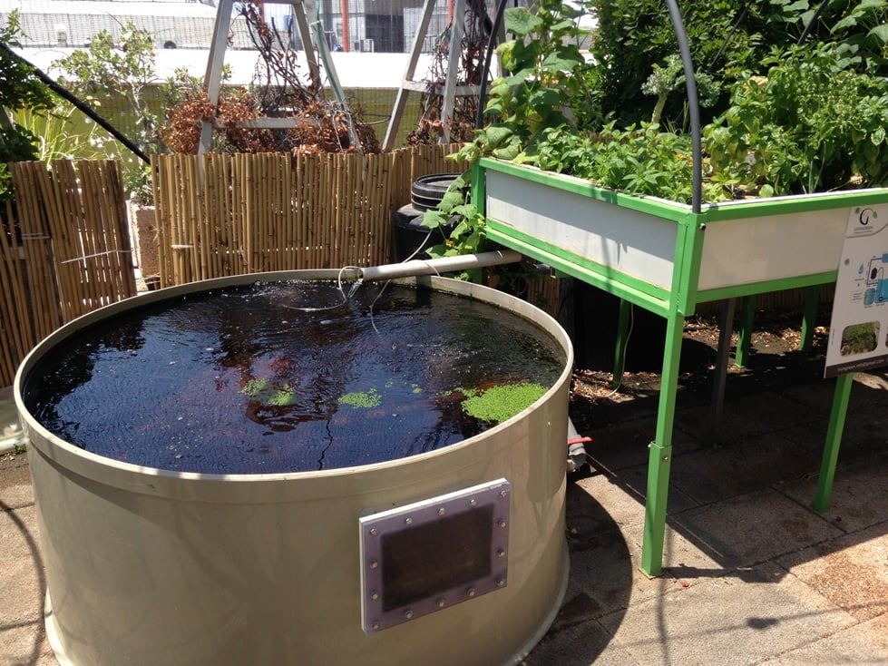 Rooftop Farm Grows Veggies Sans Soil | Environment News