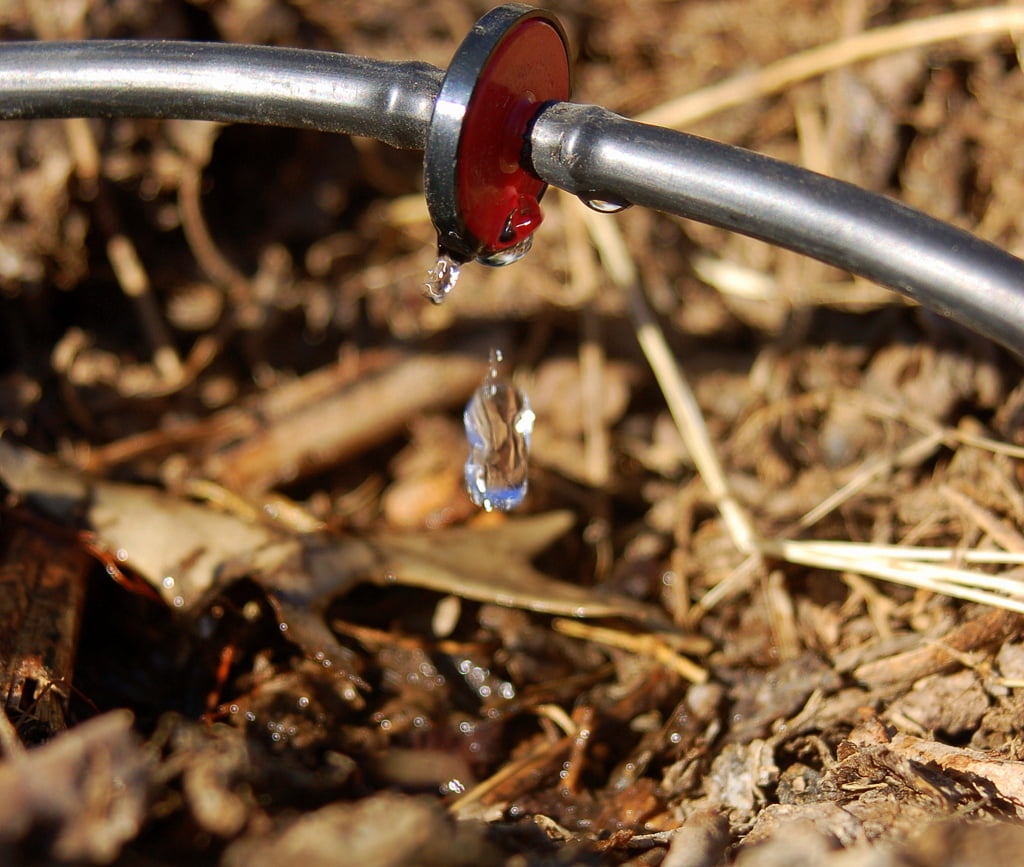 Drip Irrigation. Photo by Joby Elliott/Flickr