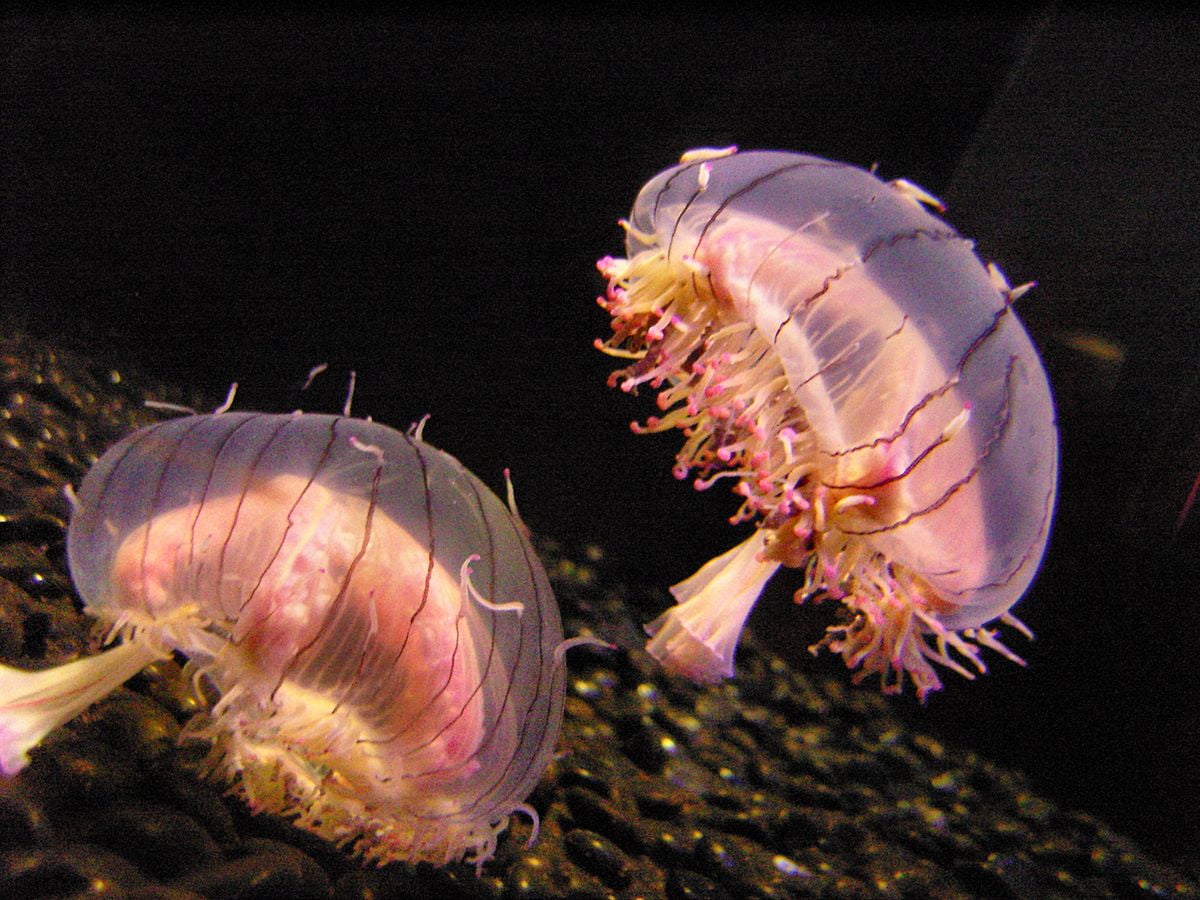 Flower Hat Jellyfish via Fred Hsu/WikiCommons