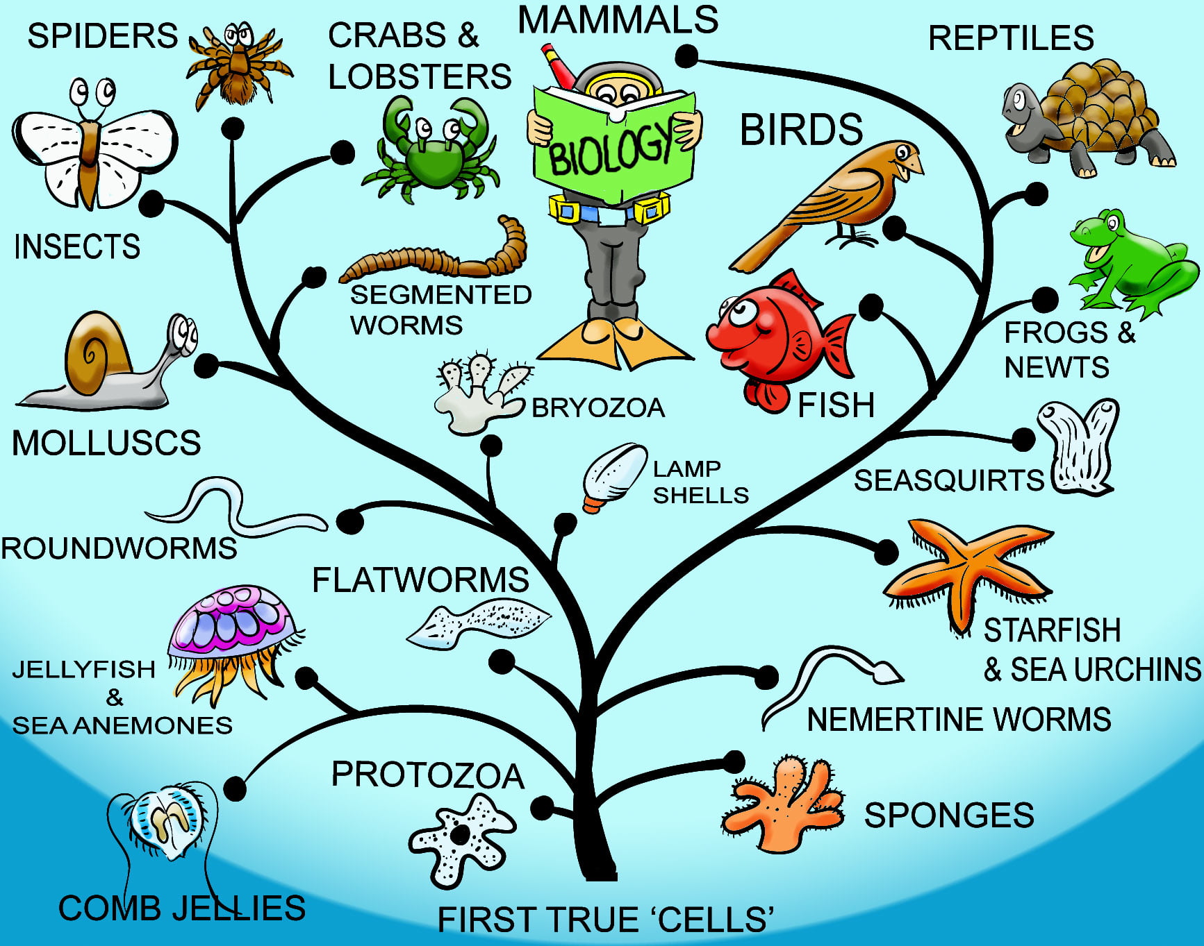 Tree of life. Infographic via Spindrift Press's Website