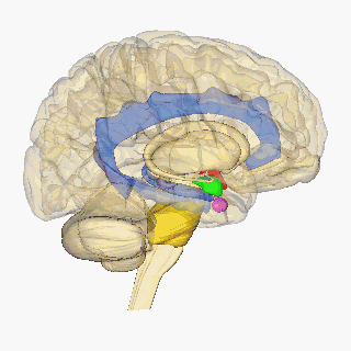 Rotating Brain Colored. Courtesy
