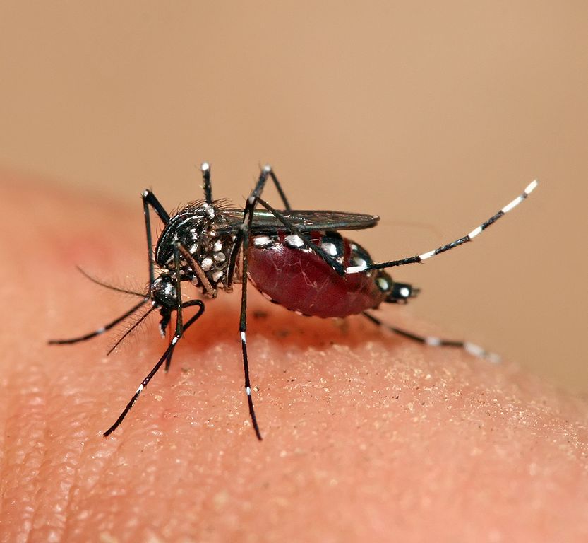 Aedes mosquito via Muhammad Mahdi Karim/Wikimedia