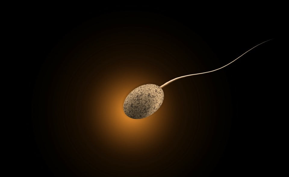 Sperm via  Flickr